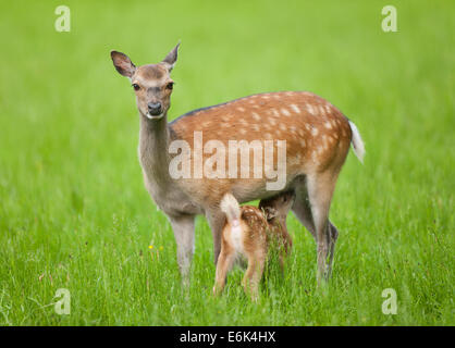 Le cerf sika (Cervus nippon), Hind suckling, jeune captive, Bavière, Allemagne Banque D'Images