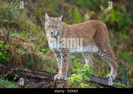 Le Lynx eurasien (Lynx lynx), captive, Basse-Saxe, Allemagne Banque D'Images
