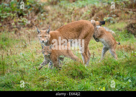 Le Lynx eurasien (Lynx lynx), femme avec les chatons, captive, Basse-Saxe, Allemagne Banque D'Images