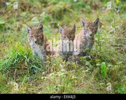 Le Lynx eurasien (Lynx lynx), chatons, captive, Basse-Saxe, Allemagne Banque D'Images