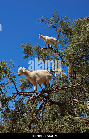 Les chèvres se nourrissent de noix d'argan argan dans un arbre, près d'Essaouira, Maroc Banque D'Images