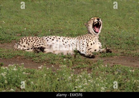 Le Guépard (Acinonyx jubatus), bâillements, Serengeti, Tanzanie Banque D'Images