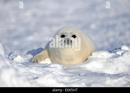 Le phoque du Groenland (Pagophilus groenlandicus, Phoca groenlandica) pup sur la glace, îles de la Madeleine, golfe du Saint-Laurent, Québec Province Banque D'Images