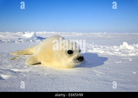 Le phoque du Groenland (Pagophilus groenlandicus, Phoca groenlandica) pup sur la glace, îles de la Madeleine, golfe du Saint-Laurent, Québec Province Banque D'Images