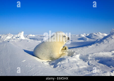 Le phoque du Groenland (Pagophilus groenlandicus, Phoca groenlandica) pup sur la glace, îles de la Madeleine, golfe du Saint-Laurent, Québec Province Banque D'Images