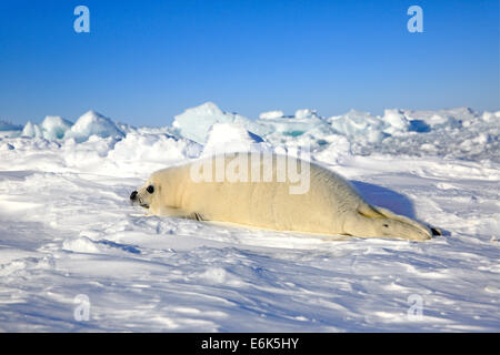 Le phoque du Groenland (Pagophilus groenlandicus, Phoca groenlandica) pup sur la glace, îles de la Madeleine, golfe du Saint-Laurent, Québec Province Banque D'Images