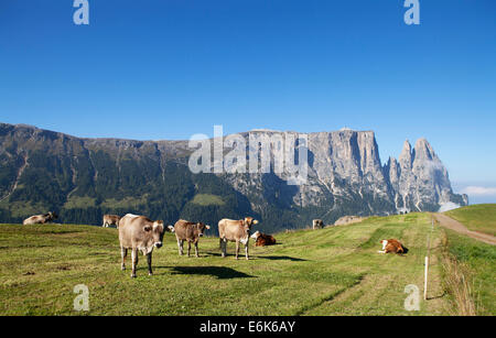 Vaches dans un pâturage, Massif du Sciliar ou massif du Sciliar, ou Sciliar Siusi Sciliar, ou Alpe di Siusi, haut alpage Banque D'Images