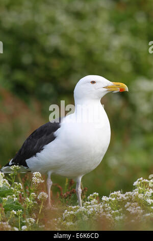 Goéland marin (Larus marinus), adulte, l'île aux oiseaux, la Norvège Varanger, Hornøya Banque D'Images