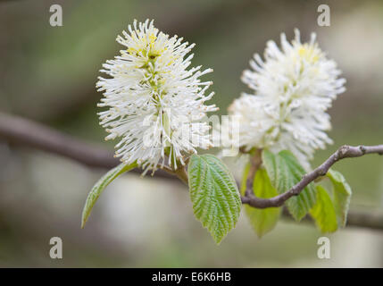 Witch Mountain Alder (Fothergilla major), fleurs et feuilles, Thuringe, Allemagne Banque D'Images