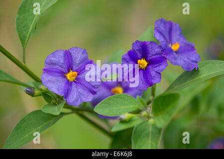 Bush de pommes de terre bleu (Lycianthes rantonnetii), la floraison, la Thuringe, Allemagne Banque D'Images