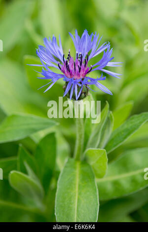 La centaurée des montagnes, bleuet vivace ou un baccalauréat (centaurea montana), la floraison, la Thuringe, Allemagne Banque D'Images