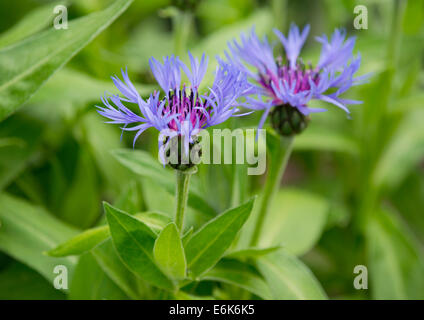 La centaurée des montagnes, bleuet vivace ou un baccalauréat (centaurea montana), la floraison, la Thuringe, Allemagne Banque D'Images