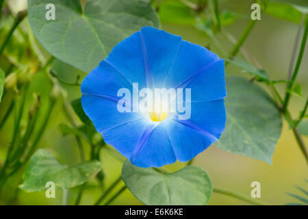 Heavenly Blue morning glory (Ipomoea tricolor), la floraison, la Thuringe, Allemagne Banque D'Images