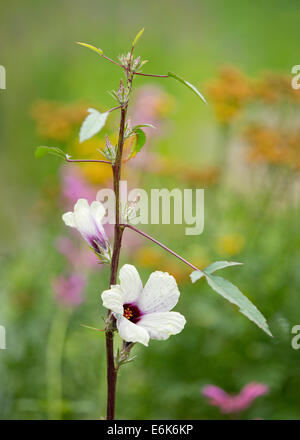 Roselle (Hibiscus sabdariffa), la floraison, la Thuringe, Allemagne Banque D'Images