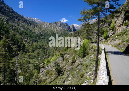 Rue étroite dans la vallée de Restonica, Gorges de la Restonica, Parc naturel régional de Corse, près de Corte, Corse, France Banque D'Images