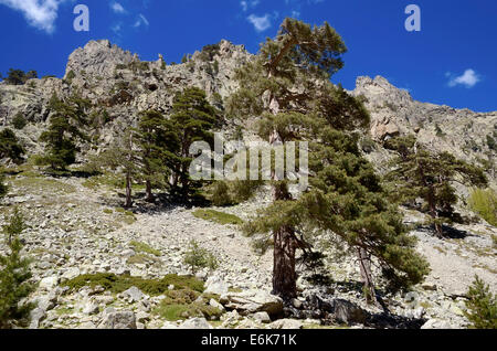 Pins corses (Pinus nigra subsp. Laricio) Vallée de Restonica, Gorges de la Restonica, Parc naturel régional de Corse Banque D'Images