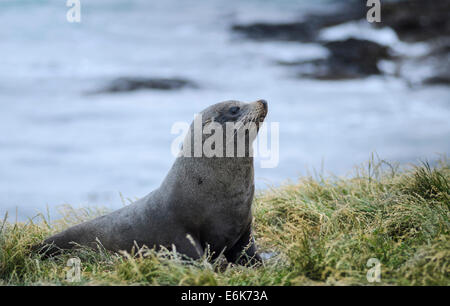 Lion de mer de Nouvelle-Zélande (Phocarctos hookeri) sur l'herbe, Moeraki, île du Sud, Nouvelle-Zélande Banque D'Images