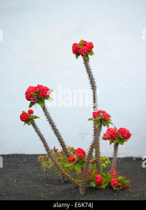 Couronne d'Épines (Euphorbia milii), Espagne Banque D'Images