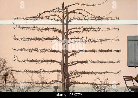 Poirier (Pyrus), trellis sur le mur d'une maison, Thuisbrunn, Haute-Franconie, Bavière, Allemagne Banque D'Images