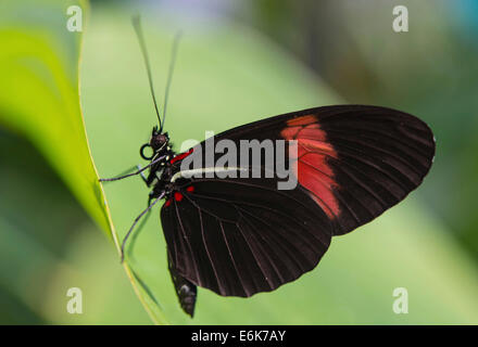 Postman Butterfly ou facteur commun (Heliconius melpomene), Maison des Papillons, Le jardin botanique, Munich, Haute-Bavière, Bavière Banque D'Images