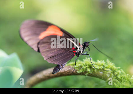 Postman Butterfly (Heliconius melpomene, perchée sur une branche de l'arbre couvert de mousse, captive, Munich Banque D'Images