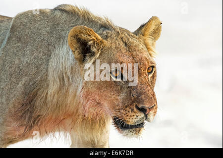 Lion (Panthera leo), sous-mâle adulte, Etosha National Park, Namibie Banque D'Images