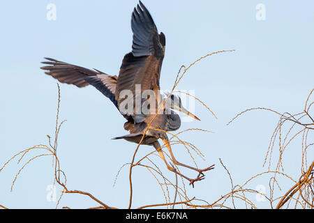 Héron cendré (Ardea cinerea), approche à l'atterrissage sur l'arbre, Basse-Saxe, Allemagne Banque D'Images