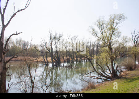 Allemagne Danube river nature Backwater Bavarois Banque D'Images