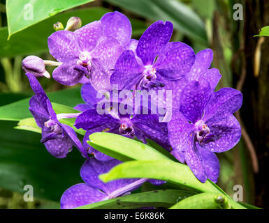 Photo Détail de l'Arctique et dendrobium Dendrobium bigibbum (). Banque D'Images