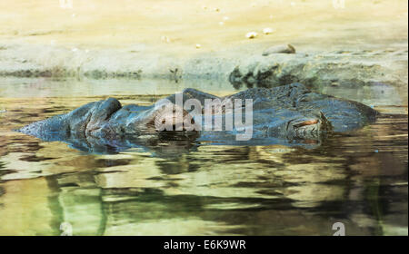 Hippopotame (Hippopotamus amphibius) reposant dans l'eau. Banque D'Images