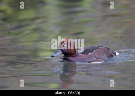 Aythya nyroca Nyroca Fuligule nyroca Moorente Banque D'Images