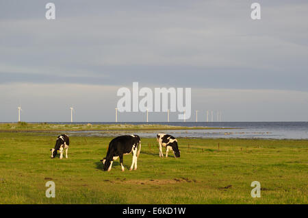 Le bétail en pâturage et les éoliennes par la côte de l'île suédoise de la mer Baltique Oland Banque D'Images