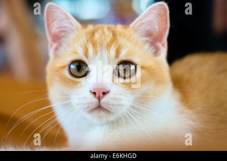 Animaux : close-up portrait of young British shorthair chat bicolore Banque D'Images