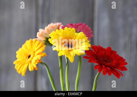Bouquet de gerberas sur fond gris, fleurs Banque D'Images