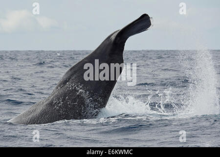 Cachalot, Physeter macrocephalus, lob-tailing à la surface. Açores, Océan Atlantique. Banque D'Images