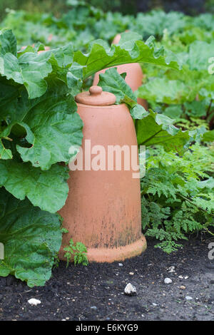 Rheum. La rhubarbe derrière un forçage traditionnel pot. Banque D'Images