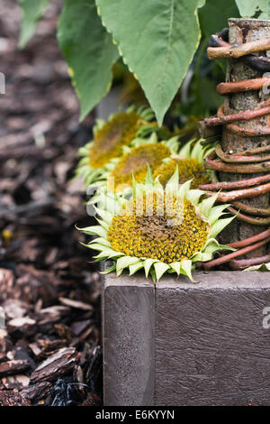 L'Helianthus annuus. Les têtes de graine de tournesol dans le jardin pour les oiseaux. Banque D'Images