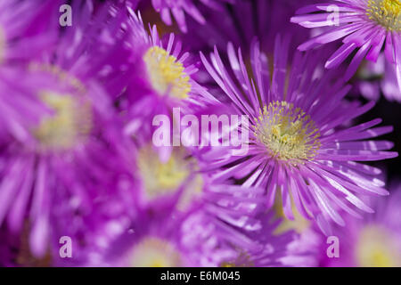 Aster alpinus alpin avec des fleurs violettes en fleur Banque D'Images