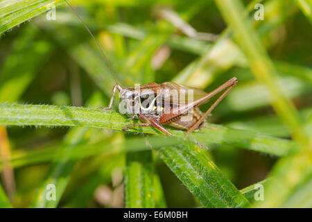 Homme Roesel's Bush-cricket Banque D'Images