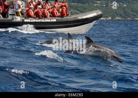 Les touristes regarder un dauphin tacheté de l'Atlantique (Stenella frontalis) pendant un voyage d'observation des baleines. Açores, Océan Atlantique. Banque D'Images