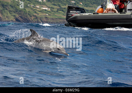 Les touristes regarder un dauphin tacheté de l'Atlantique (Stenella frontalis) pendant un voyage d'observation des baleines. Açores, Océan Atlantique. Banque D'Images