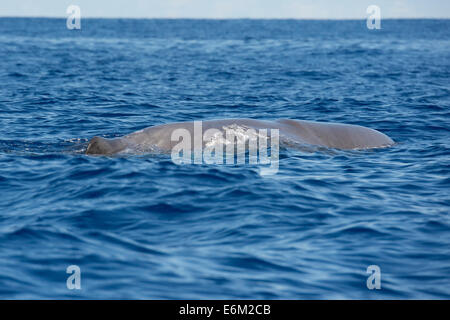 Cachalot, Physeter macrocephalus, flottant à la surface. Açores, Océan Atlantique. Banque D'Images