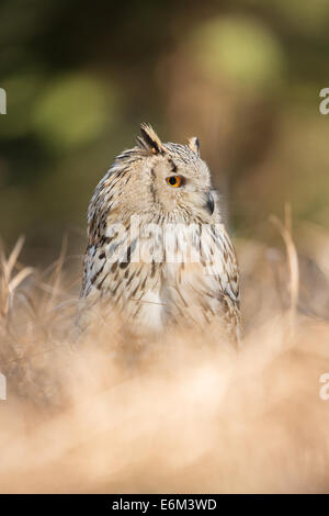 Siberean Eagle Owl (Bubo sibiricus) dans l'herbe haute Banque D'Images