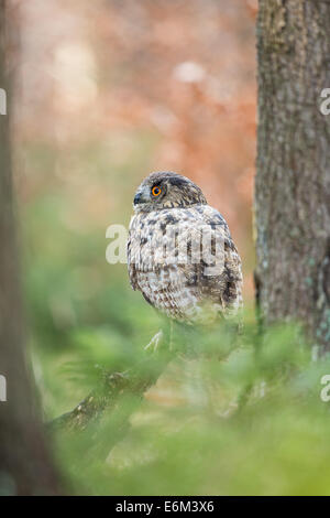 Grand-duc (Bubo bubo) parmi le feuillage Banque D'Images