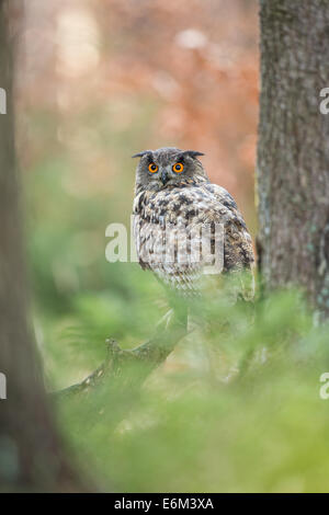 Grand-duc (Bubo bubo) scrutant du feuillage Banque D'Images