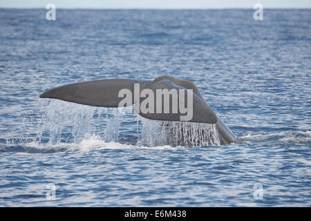 Cachalot, Physeter macrocephalus, fluking en surface. Açores, Océan Atlantique. Banque D'Images