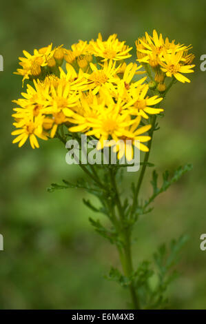 Séneçon jacobée (Senecio jacobaea commun), dans la vallée de Bovey Woods, Devon. Banque D'Images