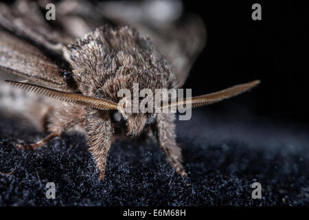 Avaler des moth's non reflet yeux composés qui absorbe la lumière inspire davantage de recherche sur les panneaux solaires. UK Banque D'Images