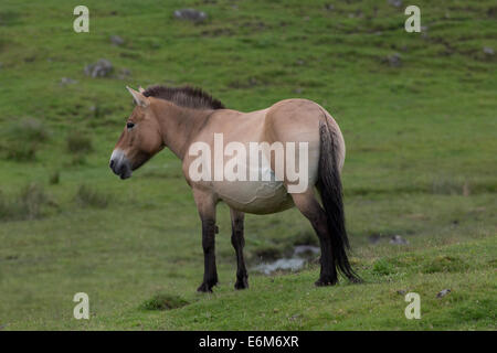 Le cheval de Przewalski (Equus ferus przewalskii) Highland Wildlife Park Kincraig Inverness Ecosse Banque D'Images
