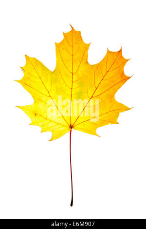 Feuille d'érable jaune isolé sur fond blanc Banque D'Images